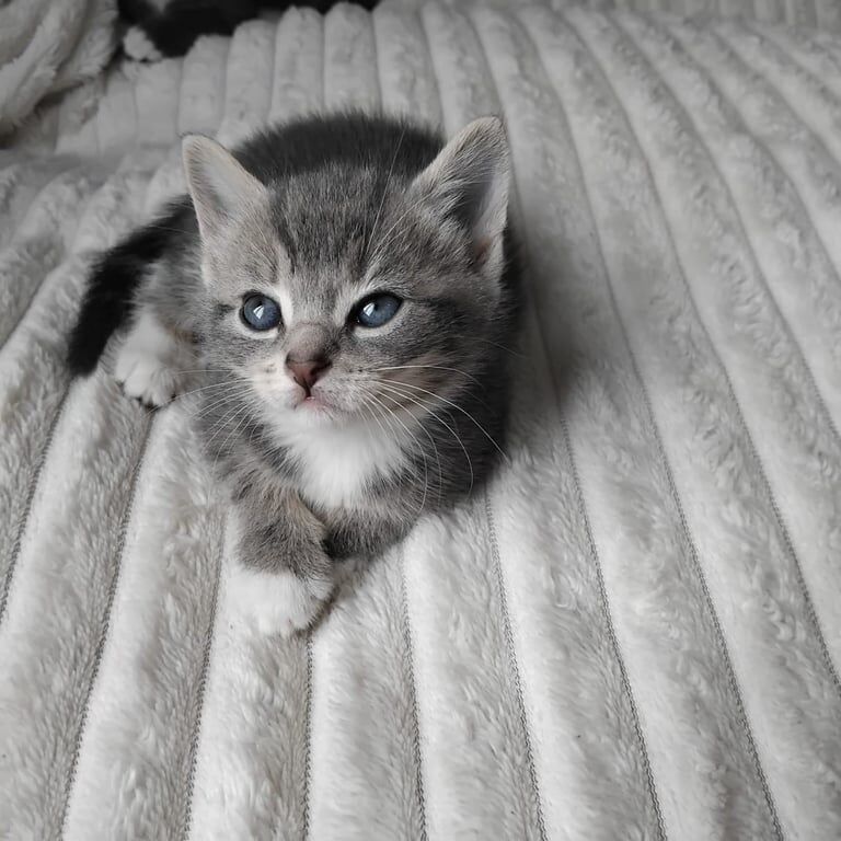 Tabby Kittens for Sale / grey kittens for sale in Barking, Greater London