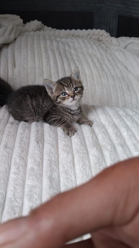Tabby Kittens for Sale / grey kittens for sale in Barking, Greater London | Image 2