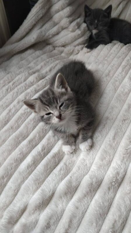 Tabby Kittens for Sale / grey kittens for sale in Barking, Greater London - Image 3