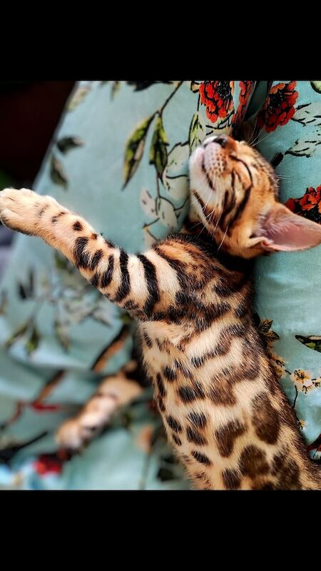 Bengal kittens for sale in Langley Park, Durham – 11 weeks old