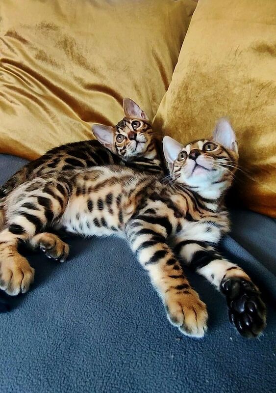 Bengal kittens for sale in Langley Park, Durham – 11 weeks old - Image 2 of 3