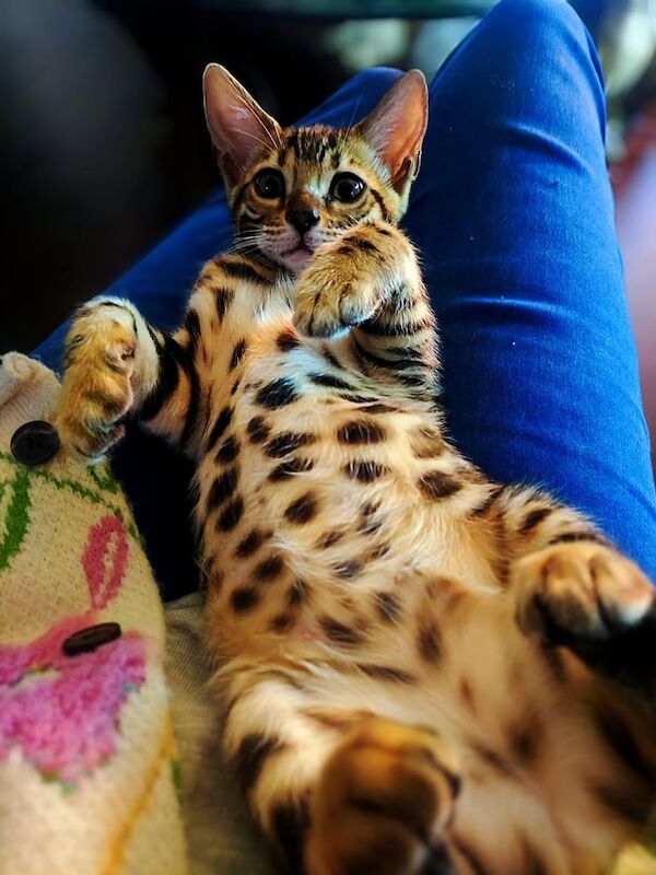 Bengal kittens for sale in Langley Park, Durham – 11 weeks old - Image 3 of 3