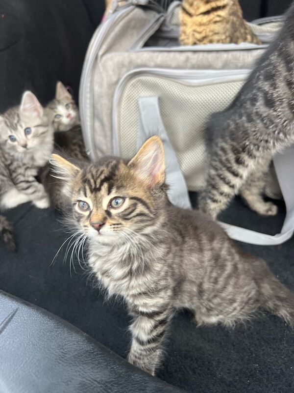 The Most Amazing Bengal Kittens Adorable - So chilled, cuddly, playful & healthy for sale in Harrow, Greater London