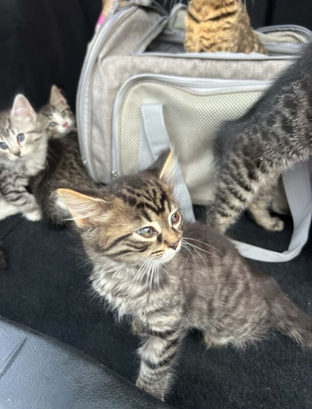 The Most Amazing Bengal Kittens Adorable - So chilled, cuddly, playful & healthy for sale in Harrow, Greater London | Image 2