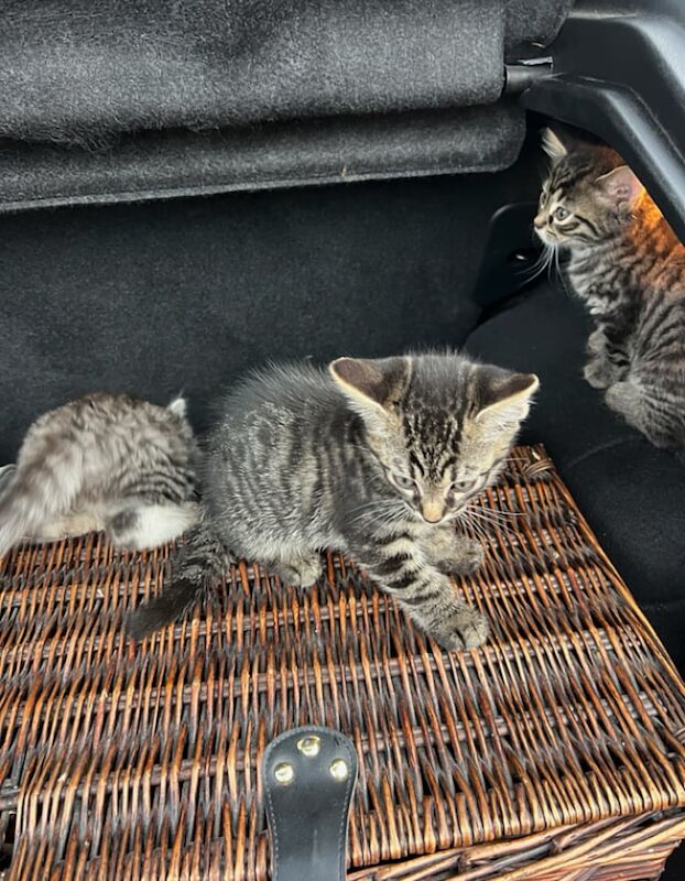 The Most Amazing Bengal Kittens Adorable - So chilled, cuddly, playful & healthy for sale in Harrow, Greater London | Image 3