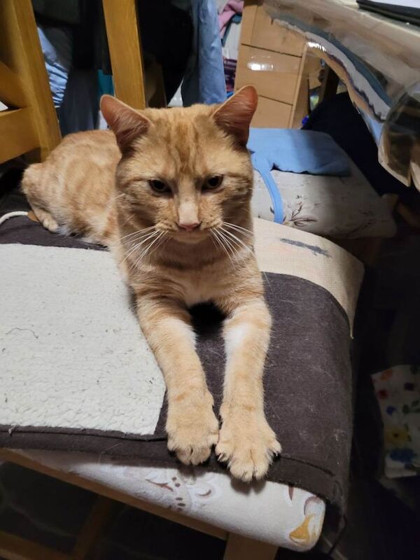 Bengal Kittens For Sale