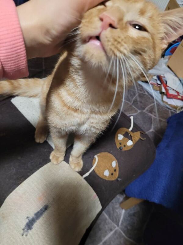 Bengal kittens for sale in Haringey, London – 4 months old - Image 2 of 4