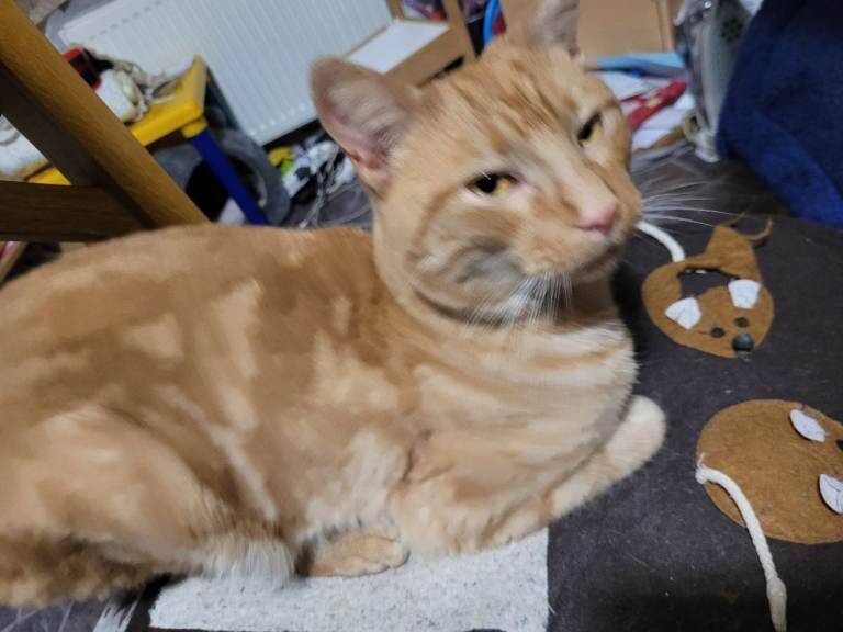 Bengal kittens for sale in Haringey, London – 4 months old - Image 3 of 4