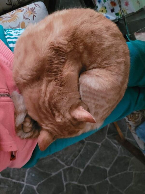 Bengal kittens for sale in Haringey, London – 4 months old - Image 4 of 4