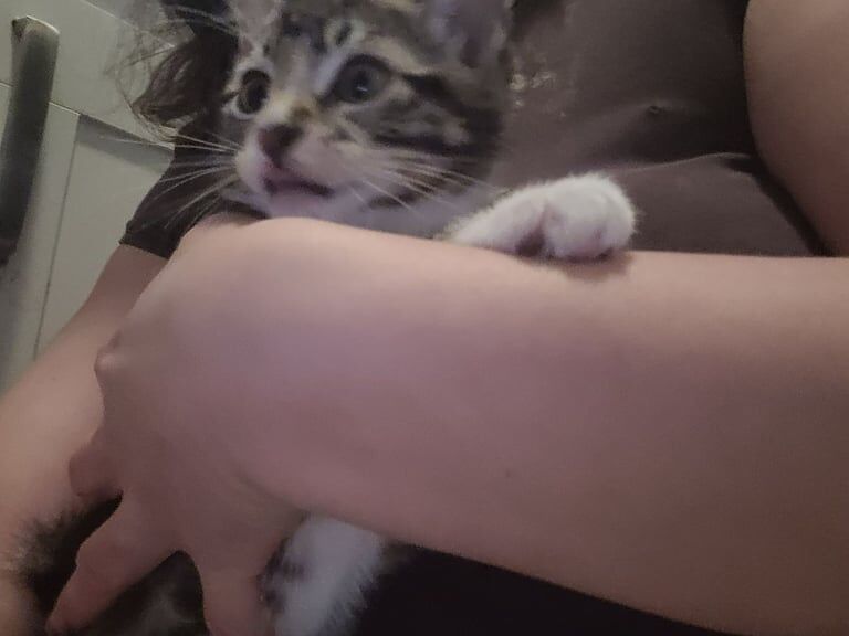 The sweetest ever cross bengal baby is looking for a loving home for sale in Haringey, London
