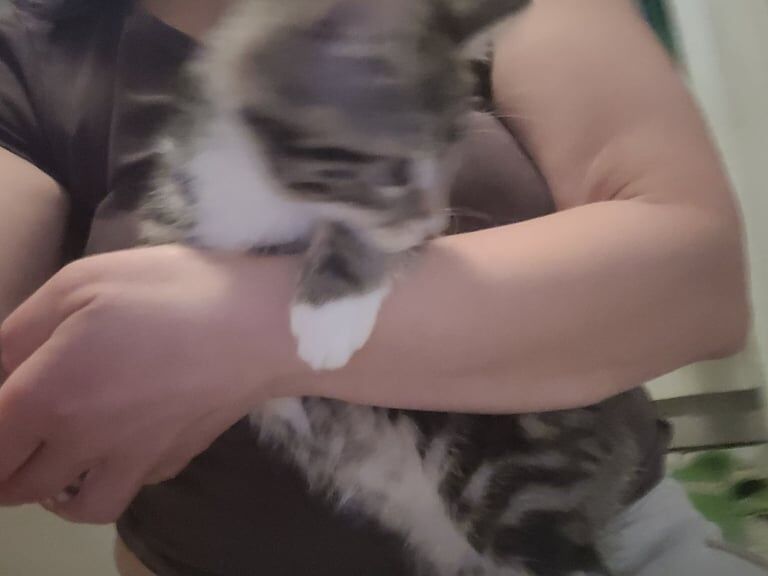 The sweetest ever cross bengal baby is looking for a loving home for sale in Haringey, London | Image 3
