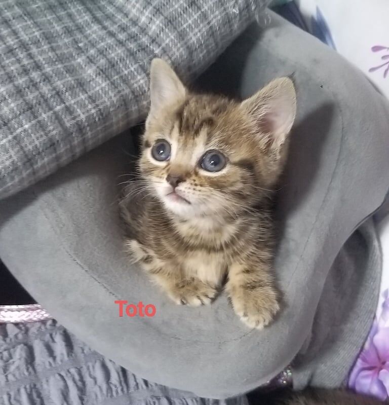Three beautiful kittens mixed bengal. for sale in Little Hulton, Greater Manchester