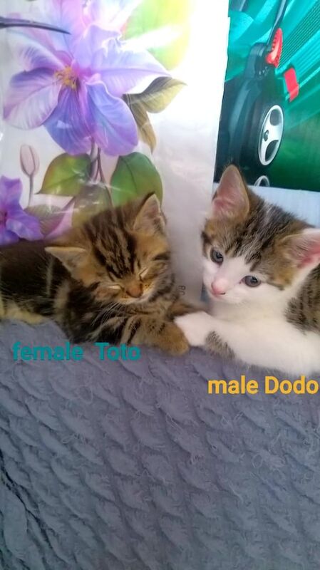Three beautiful kittens mixed bengal. for sale in Little Hulton, Greater Manchester | Image 2