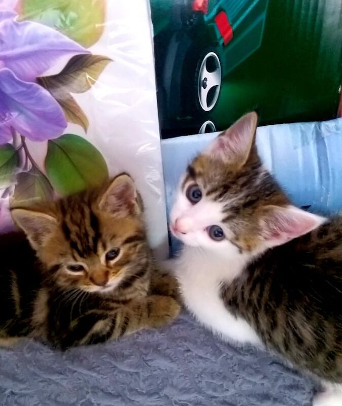 Three beautiful kittens mixed bengal. for sale in Little Hulton, Greater Manchester | Image 3