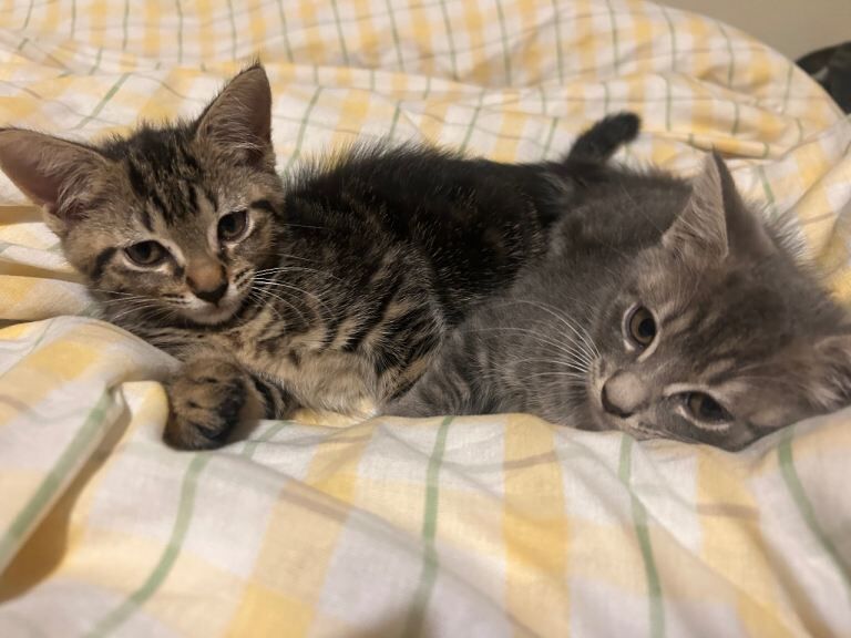 Three Mixed Breed Kittens - READY NOW