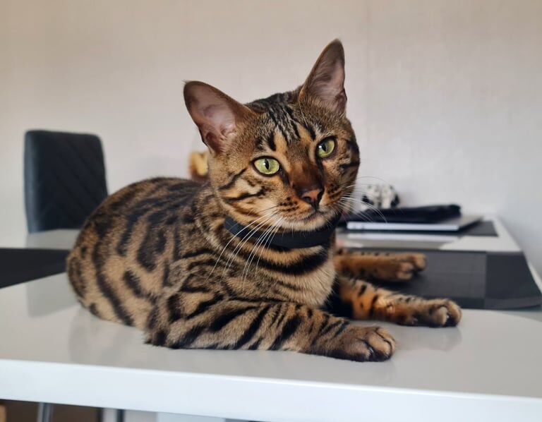 Bengal kittens for sale in Peterhead, Aberdeenshire – 3 years old