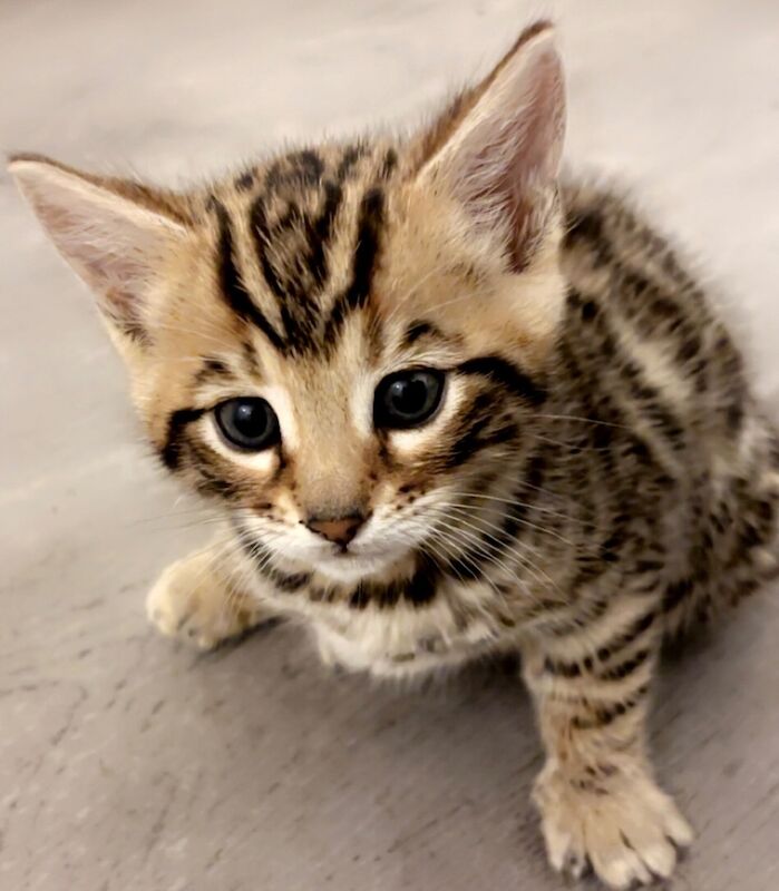 Tica Bengal kitten for sale in Brixton, Greater London | Image 1