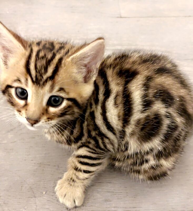 Tica Bengal kitten for sale in Brixton, Greater London | Image 2