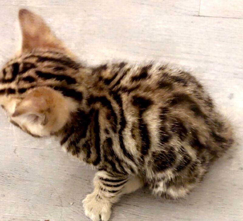 Tica Bengal kitten for sale in Brixton, Greater London | Image 3