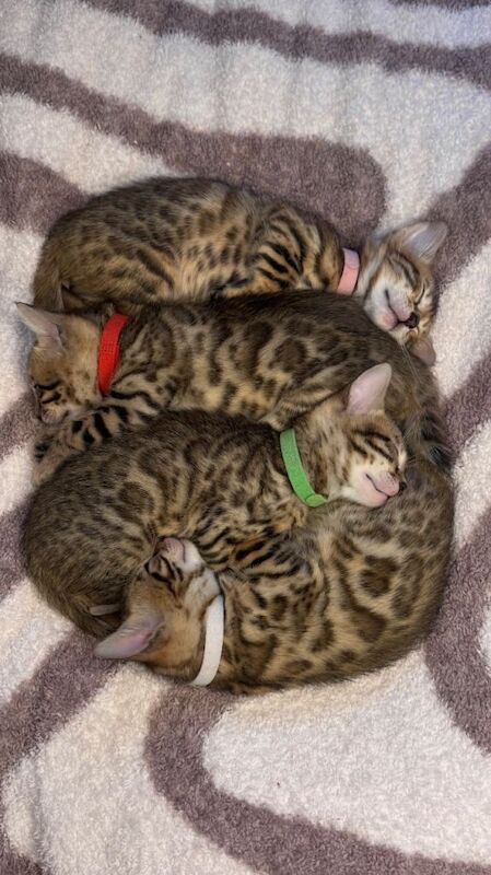 Bengal kittens for sale in Southgate, Greater London – 7 weeks old