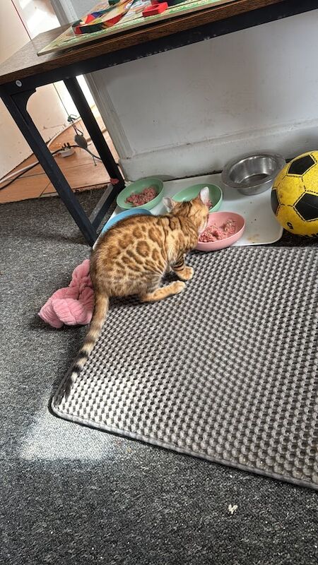 Bengal kittens for sale in Tower Hamlets, Kent – 3 months old