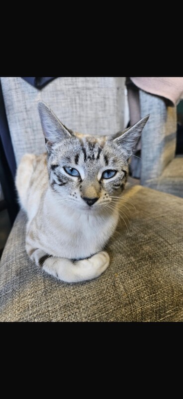 Tica Female snow bengal and tica male brown rosette bengal
