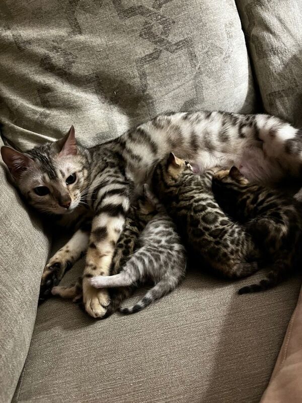 TICA Registered Bengal Kittens For Sale