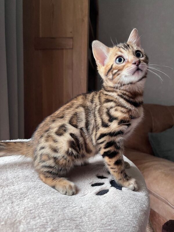 Tica reg Gorgeous Bengal Kittens - Image 2 of 3
