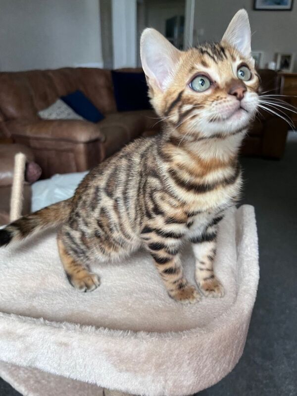 Tica reg Gorgeous Bengal Kittens - Image 3 of 3