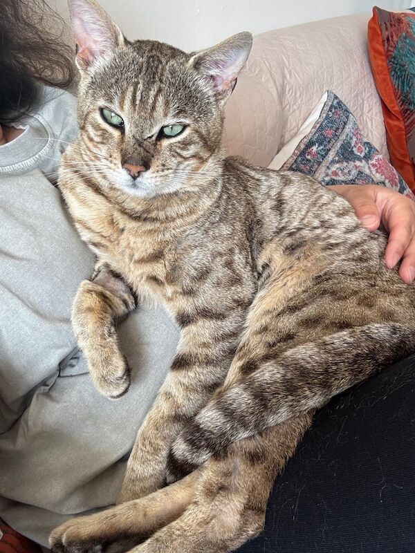 TICA registered Bengal Boy 1 year 10 months old for sale in Glasgow, City of Glasgow