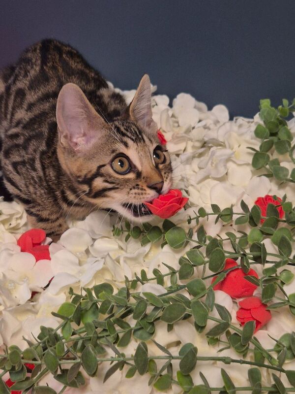 TICA Registered Bengal Kittens For Sale