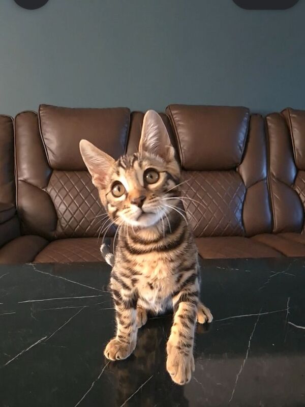 TICA Registered Bengal Boy Left. Don't miss out ️