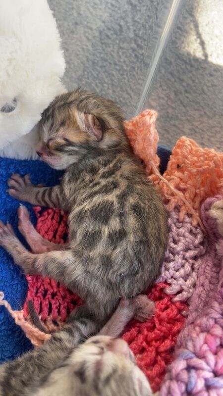 Bengal kittens for sale in Milford Haven / Aberdaugleddau, Dyfed – 1 week old