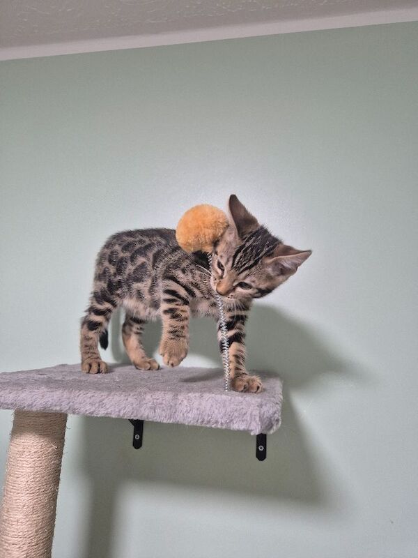 TICA Registered Bengal Kittens – 1 Girl & 1 Boy Available for reservation now. ️