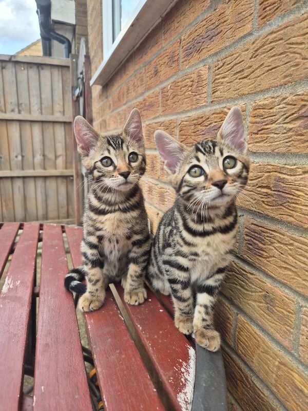 TICA Registered Bengal Kittens – 1 Girl & 1 Boy Available for reservation now. ️