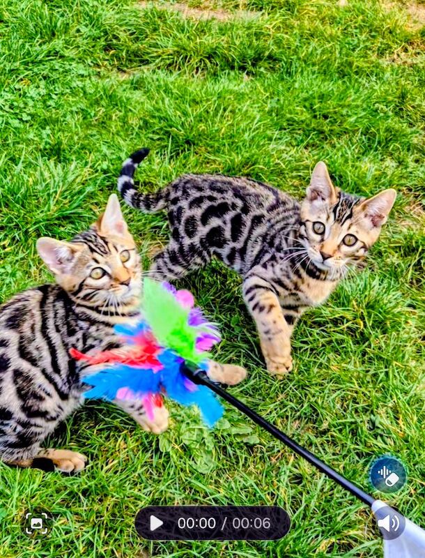 TICA Registered Bengal Kittens – 1 Girl & 1 Boy ready for Forever Homes. ️