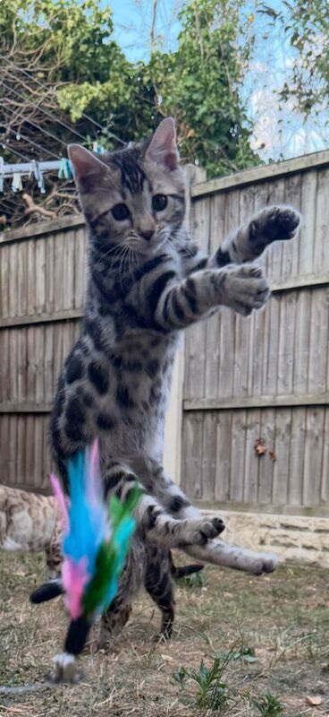TICA Registered Bengal Kittens – Ready for Loving Homes