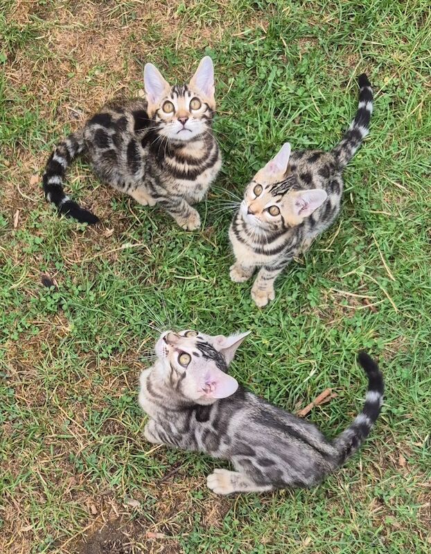 TICA Registered Bengal Kittens – Ready for Loving Homes - Image 2 of 15