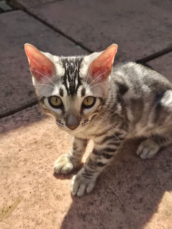 TICA Registered Bengal Kittens – Ready for Loving Homes - Image 4 of 15
