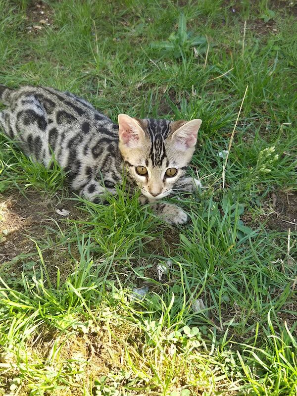 TICA Registered Bengal Kittens – Ready for Loving Homes - Image 5 of 15
