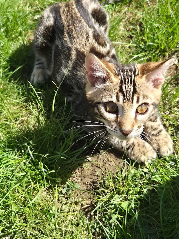 TICA Registered Bengal Kittens – Ready for Loving Homes - Image 6 of 15