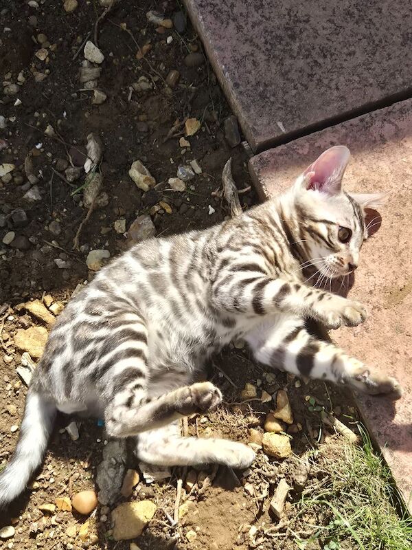 TICA Registered Bengal Kittens – Ready for Loving Homes - Image 7 of 15