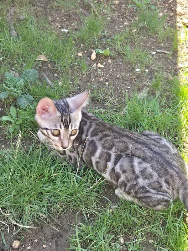 TICA Registered Bengal Kittens – Ready for Loving Homes - Image 8 of 15