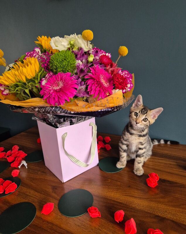 TICA Registered Bengal Kittens – Ready for Loving Homes - Image 9 of 15