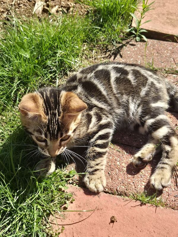 TICA Registered Bengal Kittens – Ready for Loving Homes - Image 10 of 15