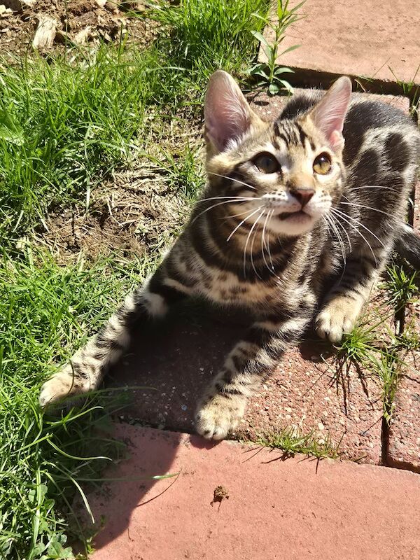 TICA Registered Bengal Kittens – Ready for Loving Homes - Image 11 of 15