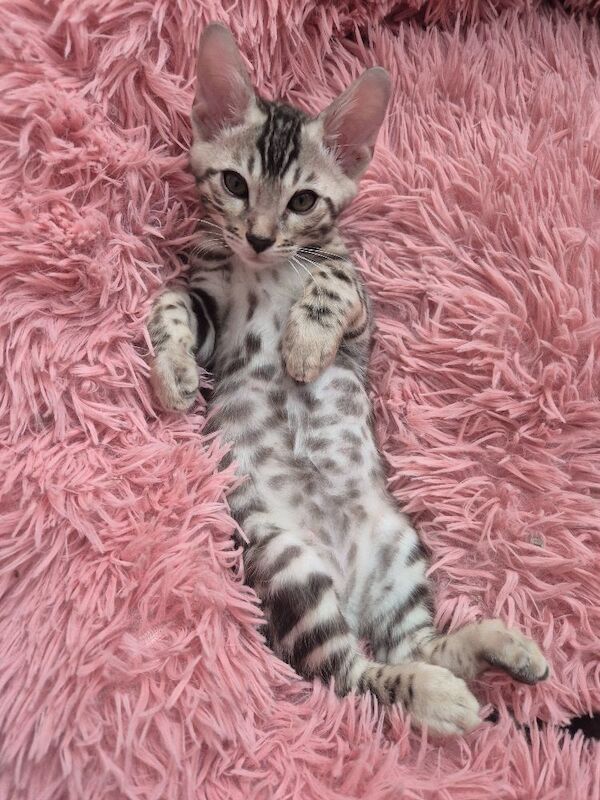 TICA Registered Bengal Kittens – Ready for Loving Homes - Image 12 of 15