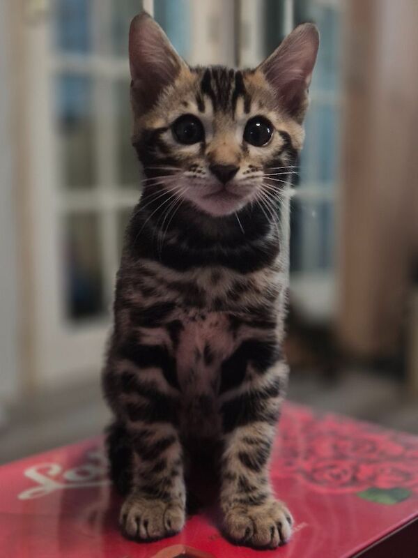 TICA Registered Bengal Kittens – Ready for Loving Homes - Image 13 of 15