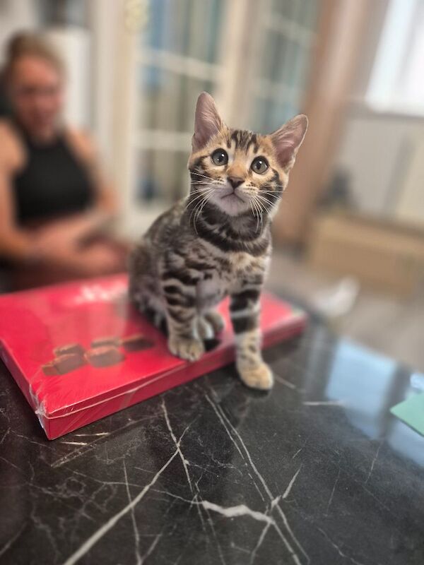 TICA Registered Bengal Kittens – Ready for Loving Homes - Image 14 of 15