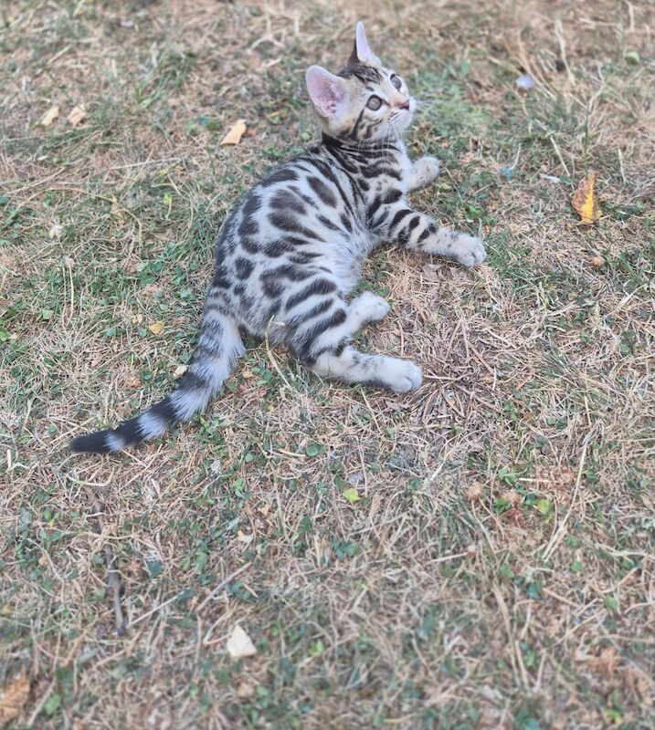 TICA Registered Bengal Kittens – Ready for Loving Homes - Image 15 of 15